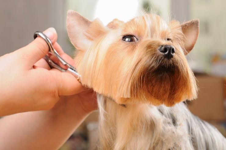 Pampered Paws Grooming Salon